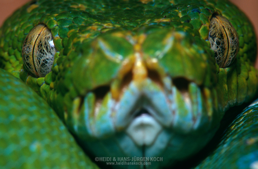 Green Tree Python Eye