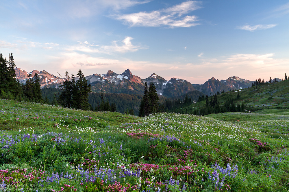 Wildflowers near the Paradise area at Mount Rainier National Park, Washington State, USA. Peaks of the Tatoosh Range is in the background.