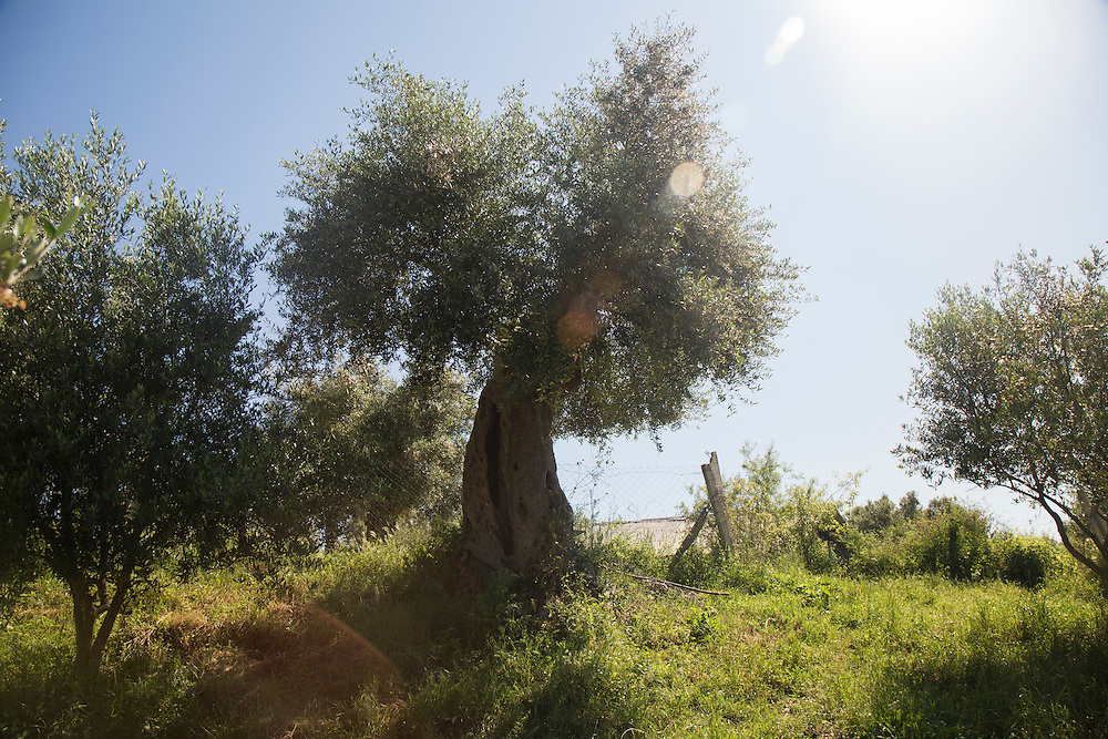 An ancient olive tree, broadly estimated to be around 500 years old, stands on a hillside above the Vjosa River. It is thought the tree and the younger grove below it, will be flooded by the reservoir if the dam is built.