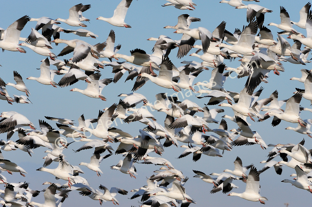 A North American goose species. <br />
<br />
These geese Breed in Canada then migrate each fall to spend the winter months in the southern United States. <br />
<br />
Range: Northern Canada to Southern United States <br />
<br />
Species: Chen caerulescens