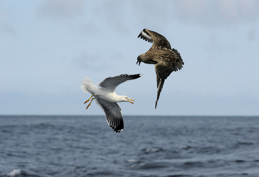 Great Skua Stercorarius skua with Lesser Black-backed Gull. L 48-52cm. Bulky seabird. Gull-like but note large head, dark legs and dark bill. In flight, shows striking white wing patch. Part scavenger, part predator and food parasite of Gannet. Sexes are similar. Adult is brown with buff and golden-brown streaks. Juvenile is uniformly dark brown and rufous. Voice Mostly silent. Status Locally common summer visitor and passage migrant. Nests near seabird colonies in Scotland; Orkney and Shetland are strongholds. Passage birds invariably seen at sea.
