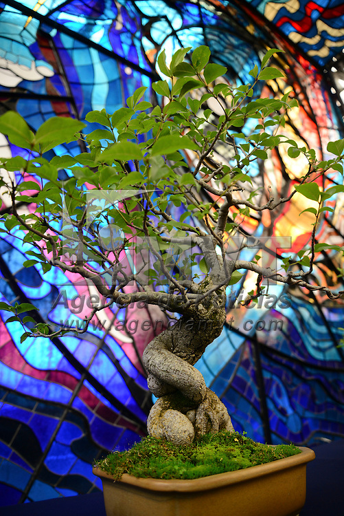 Toluca, México.- En el marco del 35 aniversario del Jardín Botánico Cosmovitral, se abrió las puertas al público de la 7ª Muestra “Pasión por el Bonsai” del expositor Felipe González López, permitiendo a los visitantes conocer más a cerca de esta técnica japonesa dedicada al cuidado de diversas especies de árboles. Agencia MVT / Crisanta Espinosa