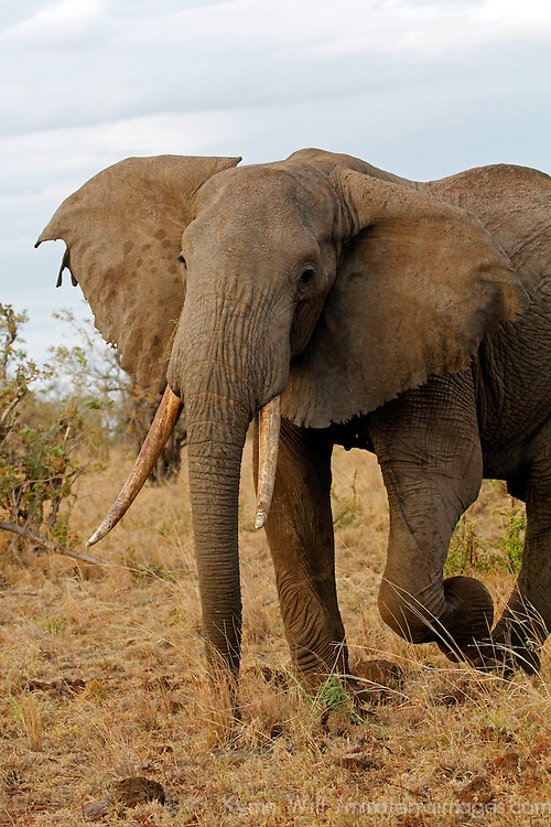 Africa, Kenya, Meru. Male "bull" elephants sporting long tusks in Meru National Park.