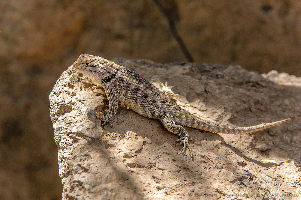 Desert Spiny Lizard [Sceloporus magister] Barbara Magnuson & Larry