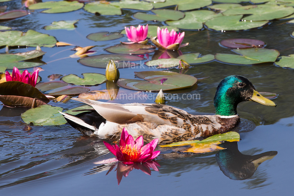Englefield Green, UK. 27 June, 2019. A male mallard duck navigates around flowering water lilies in the Cow Pond, an ornamental lake in Windsor Great Park, on a warm, sunny June day. Temperatures are expected to rise in the south of England before the weekend as the heatwave intensifies still further in much of mainland Europe. The Cow Pond was renovated in 2012 to commemorate the Queen’s Diamond Jubilee.