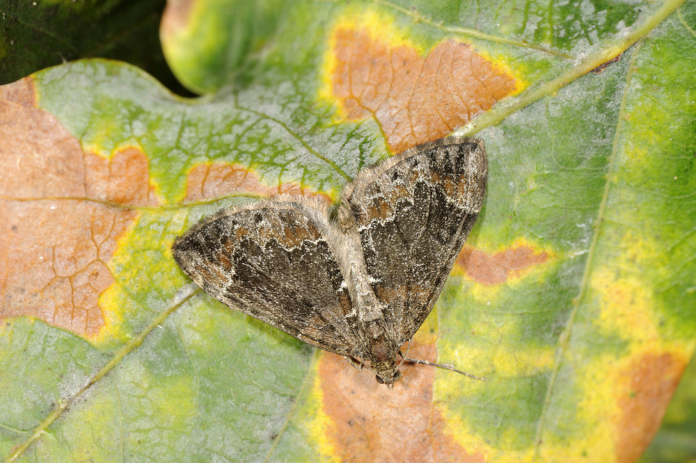 Common Marbled Carpet Chloroclysta truncata Wingspan 25-30mm. A well-marked moth whose wing colours and patterns are extremely variable. Adult has variably marbled wings. Some forms have overall brown and white wings with a broad dark band; others have a broad chestnut band or patch on otherwise dark wings. Dark Marbled Carpet C. citrata is similarly patterned and variable; outer edge of central band is more angular. Larva feeds on a wide range of low-growing plants. Widespread and common.