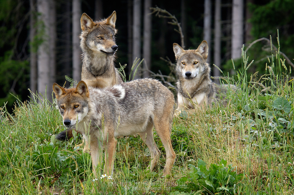 Deu, Deutschland: Wolf (Canis lupus), Gruppe von drei jungen Wölfen im Wald, kleines Rudel, Lebensraum: Alpen, Schwarzwaldpark Löffingen, Baden-Württemberg | DEU, Germany: Wolf (Canis lupus), group of three young wolves in a forest, small pack of wolves, hapitat: European Alps, Black Forest Park, Loeffingen, Baden-Wuerttemberg |
