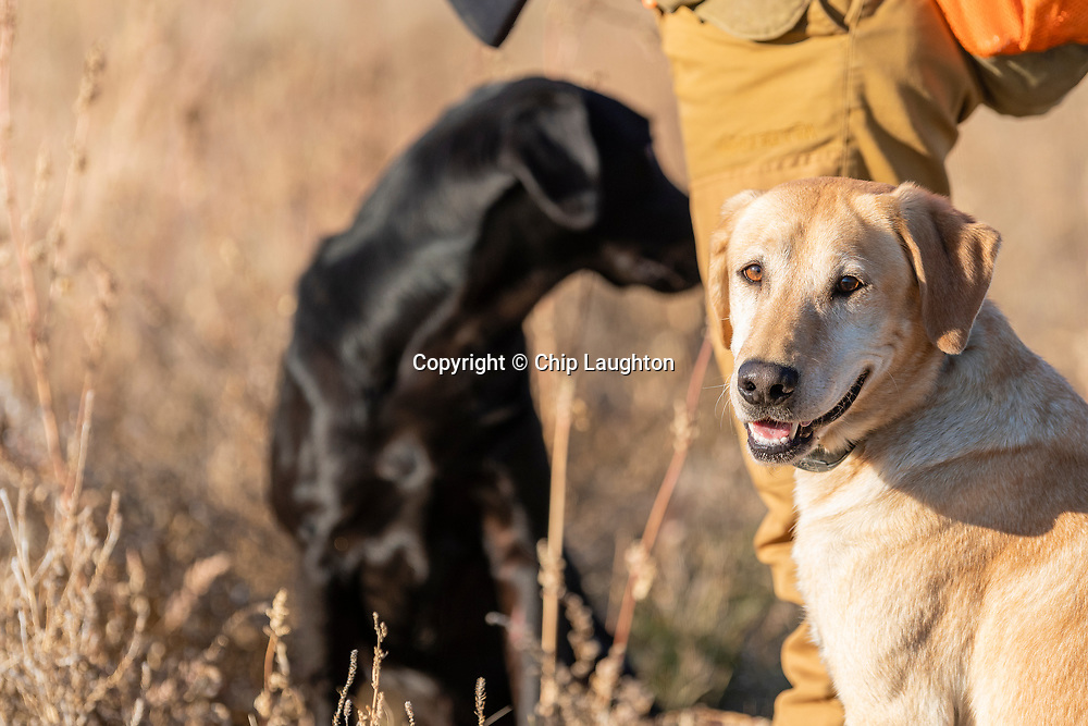 upland, bird, hunting, stock, photo, photography, image,
