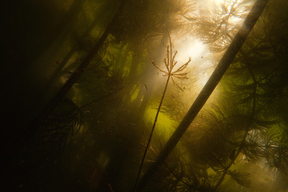 Under water scene of white water lily (Nympheas) roots and leaves with emerging dragonfly (Sympetrum spec), Gornje Podunavlje Special Nature Reserve, Serbia