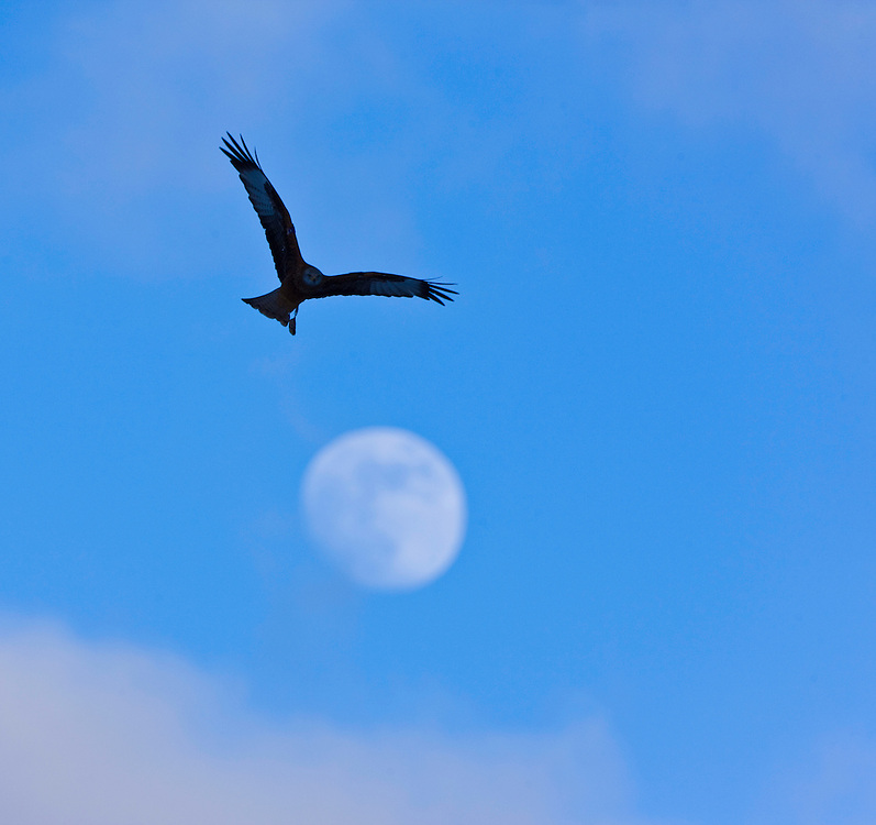 RED KITE, MILANO REAL (Milvus milvus), Rhayader, Mid Wales, United Kingdom