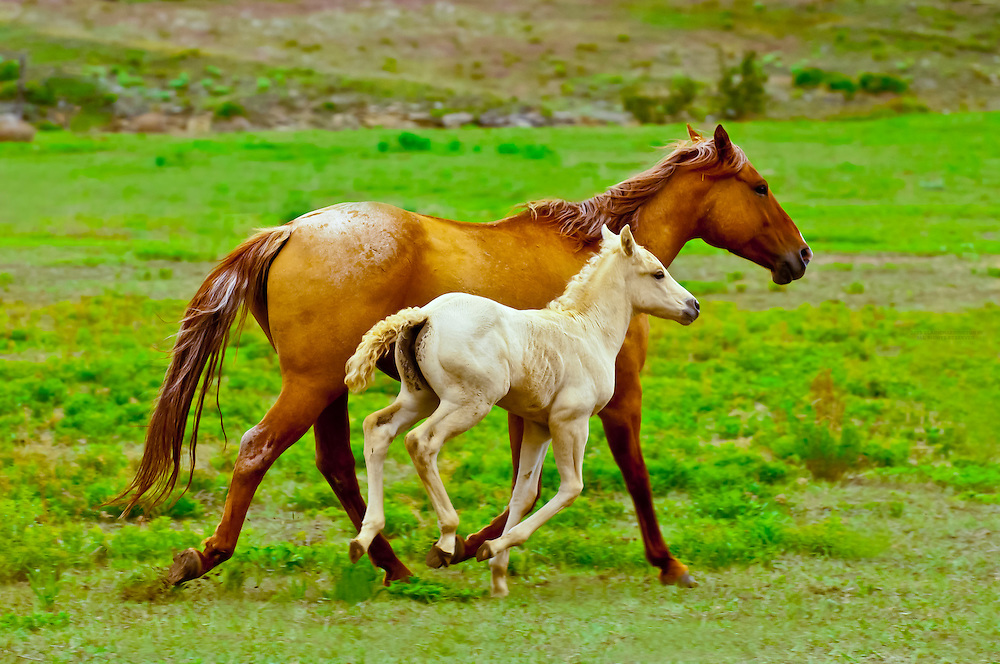 Quarter horses running in Hell's Canyon, Black Hills Wild Horse Sanctuary near Hot Springs, South Dakota USA