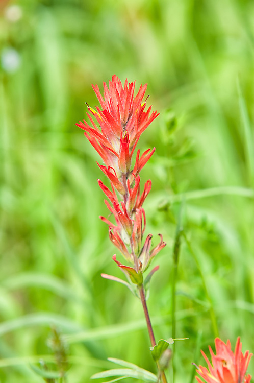 The harsh paintbrush is one of those unusual plants that are found in association with particular species of other native wildflowers. Because it actually feeds on the roots of its neighbors, it is actually at least semi-parasitic.