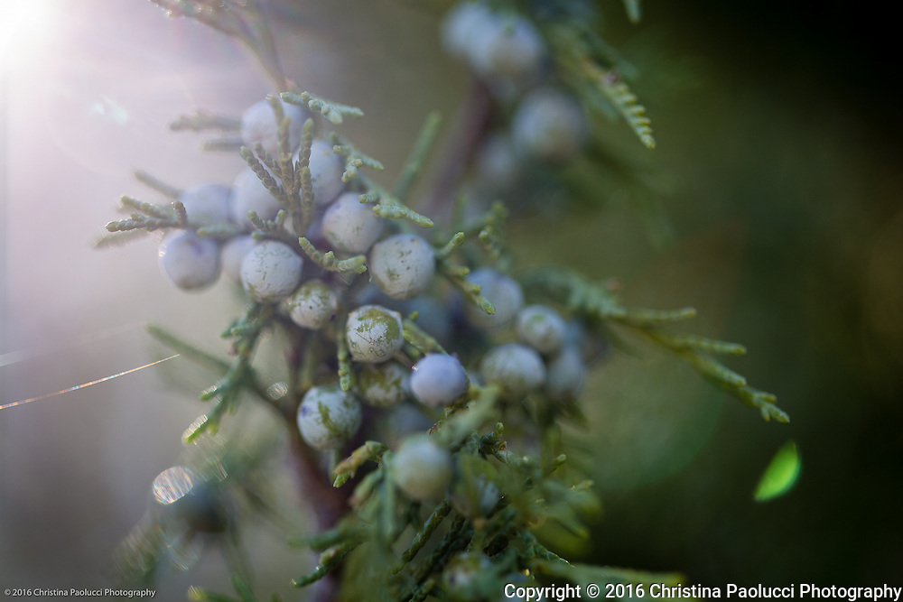 Audubon Center in Santa Fe, New Mexico (Christina Paolucci, photographer).