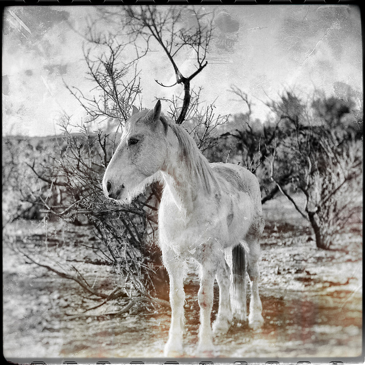 Craig W. Cutler Fine Art. <br />
DesignLIFE by Craig W. Cutler Fine Art.<br />
<br />
Black & White images often provide a deeper meaning, a greater depth, in our relationship with perception and interpretation.<br />
When color is no longer present, undoubtedly, what we see changes.<br />
<br />
Shot with Canon & Leica bodies and lenses, these are Craig Cutler's latest American West artworks.