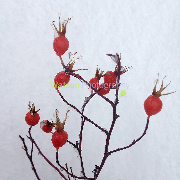 Winter's Cheery Reds