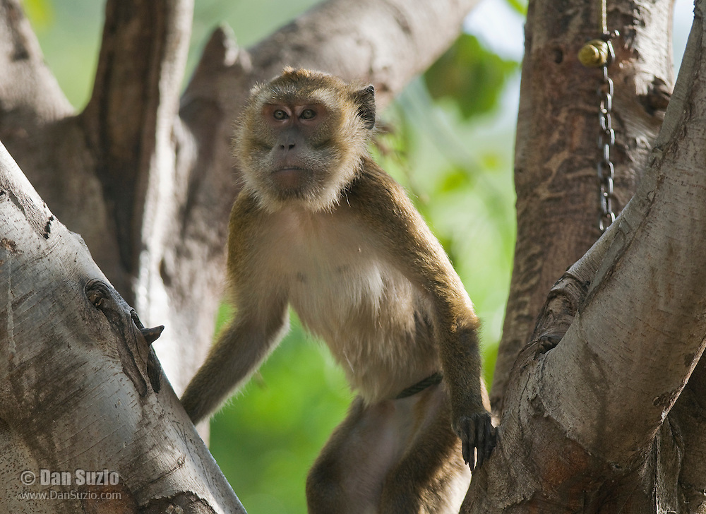Captive long-tailed macaque (Crab-eating macaque), Macaca fasicularis, chained to a tree in front of a residence in the Manatuto district of Timor-Leste (East Timor)