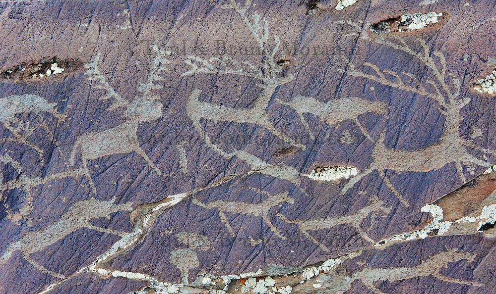 Mongolie, province de Bayan-Ulgii, région de l'ouest, Parc national de Tavan Bogd, site des petroglyphes dans les montagnes de l'Altai Mongol représentant des cerfs et des rennes // Mongolia, Bayan-Ulgii province, western Mongolia, National Parc of tavan Bogd, petroglyphes in the Mongolian Altai mountains depicting the deers and the reindeers
