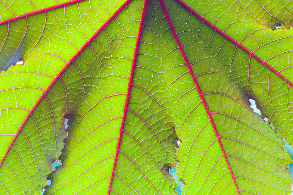 Close up plant leaf with red veins.