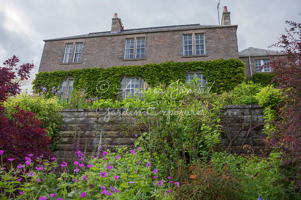Mixed borders below the main lawn terrace and house including Euphorbia griffithii 'Dixter and Geranium sanguineum (Bloody cranesbill)